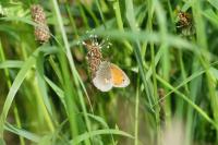 Coenonympha pamphilus