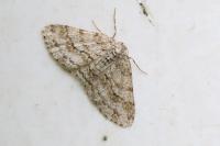 Ectropis crepuscularia