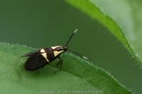 Dasycera oliviella