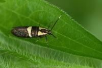 Dasycera oliviella