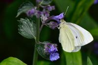Pieris rapae