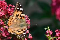 Vanessa cardui