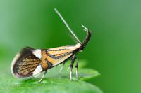 Alabonia geoffrella