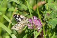 Melanargia galathea