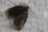 Psyche casta