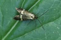 Nemophora degeerella
