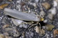 Eilema caniola