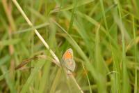 Coenonympha pamphilus