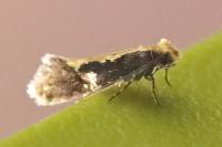 Monopis