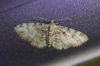 Pasiphila rectangulata