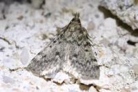 Aglossa pinguinalis