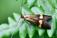 Nemophora degeerella