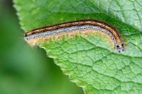 Malacosoma neustria