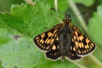 Carterocephalus palaemon