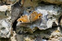 Lasiommata maera