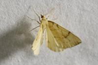 Gandaritis pyraliata