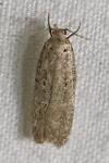 Platyedra subcinerea