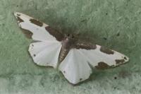 Lomaspilis marginata