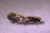 Monopis crocicapitella