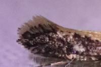 Monopis crocicapitella
