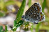 Polyommatus icarus