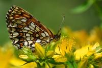 Melitaea athalia