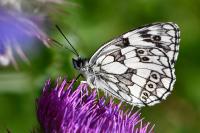Melanargia galathea