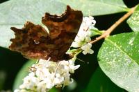 Polygonia c-album