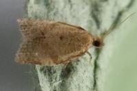 Clepsis consimilana