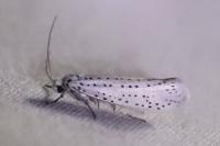 Yponomeuta evonymella