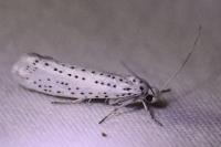 Yponomeuta evonymella