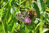 Melanargia galathea
