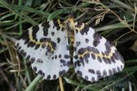 Abraxas grossulariata