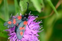Zygaena trifolii