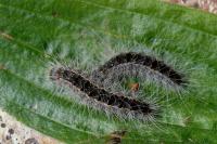 Thaumetopoea processionea