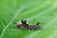 Orgyia antiqua