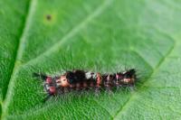 Orgyia antiqua