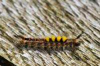 Orgyia antiqua