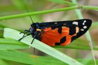 Callimorpha dominula