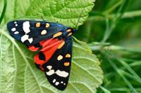 Callimorpha dominula