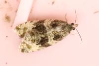 Orthotaenia undulana