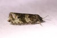 Orthotaenia undulana