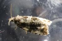 Orthotaenia undulana