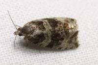 Orthotaenia undulana