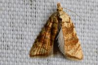 Aleimma loeflingiana