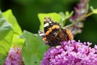 Vanessa atalanta