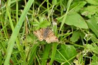 Euclidia glyphica