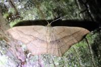 Scopula imitaria