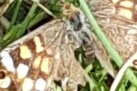 Pararge aegeria