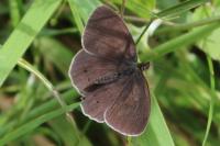 Aphantopus hyperantus
